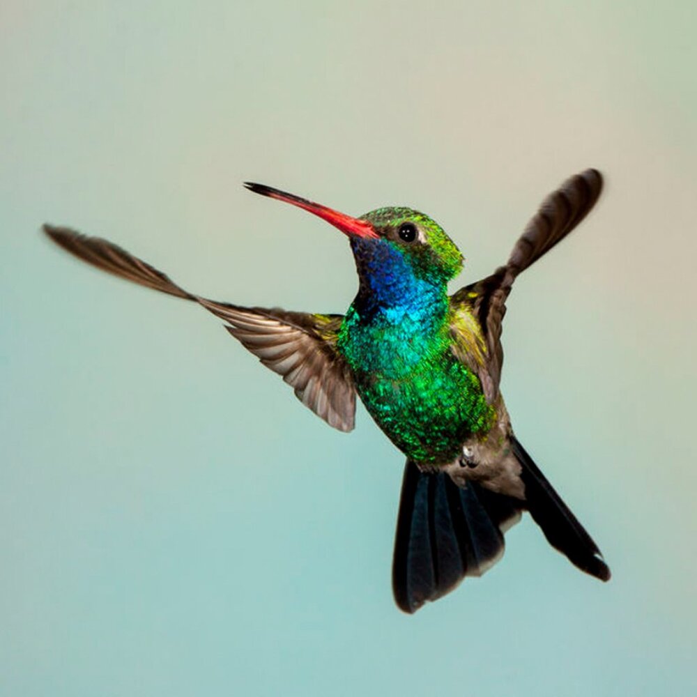 Meet your Posher, René